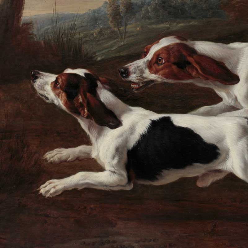 Beagles chassant un lièvre